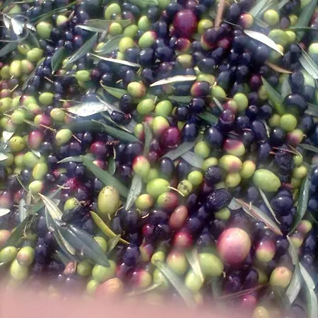 Hotel Da Ercole All'orecchietta